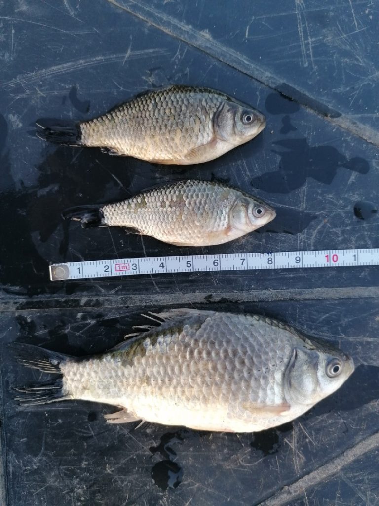 Отчет о рыбалке: Водоём #165571139 — городской округ Копейск — Копейск — Уральский федеральный округ, Челябинская область