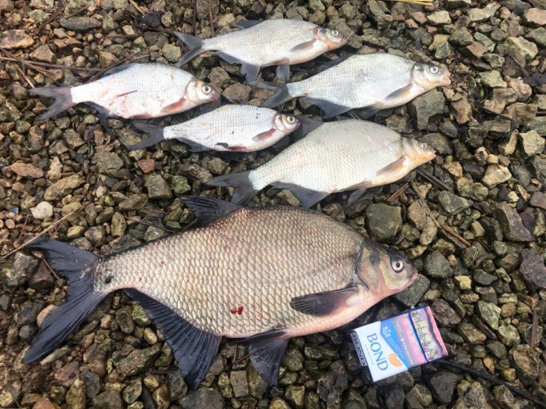 Отчет о рыбалке: Водоём #2348641 — городской округ Псков — Псков — Северо-Западный федеральный округ, Псковская область