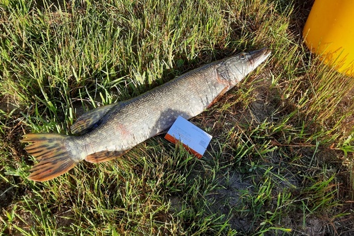 Отчет о рыбалке: Водоём #30266208 — городской округ Ступино — село Мышенское — Центральный федеральный округ, Московская область