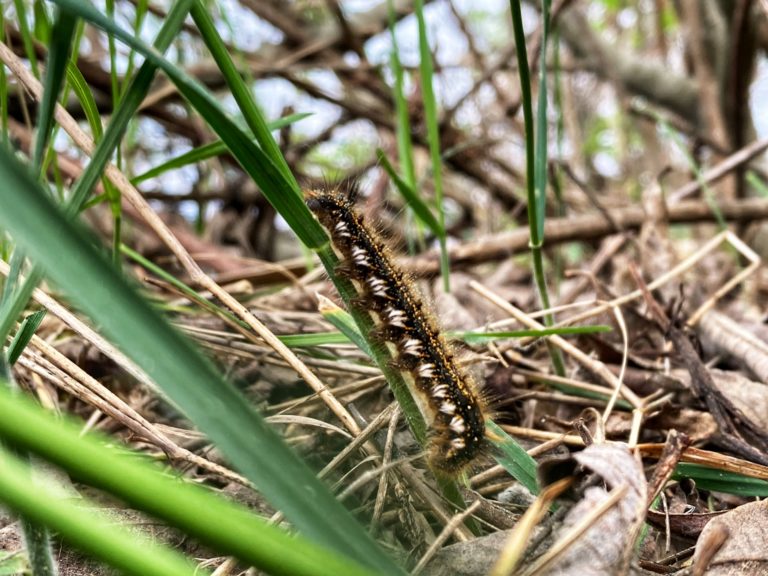 Отчет о рыбалке: 1-й Дютьковский пруд — Одинцовский городской округ — Центральный федеральный округ, Московская область