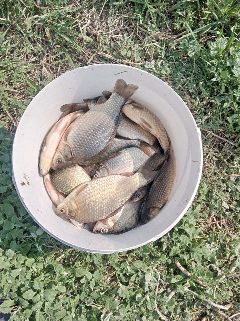 Отчет о рыбалке: Водоём Старица — Красноярское городское поселение — рабочий посёлок Красный Яр — Сибирский федеральный округ, Омская область