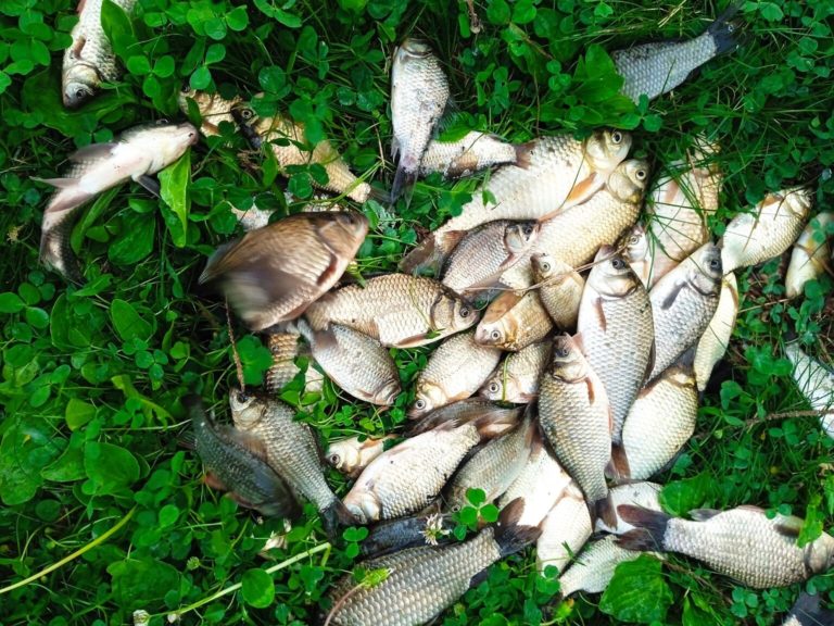 Отчет о рыбалке: Водоём #48732275 — Тюменский район — деревня Решетникова — Уральский федеральный округ, Тюменская область