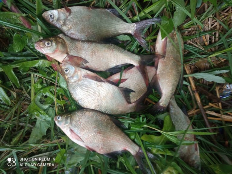 Отчет о рыбалке: Курское водохранилище — городской округ Курчатов — Курчатов — Центральный федеральный округ, Курская область