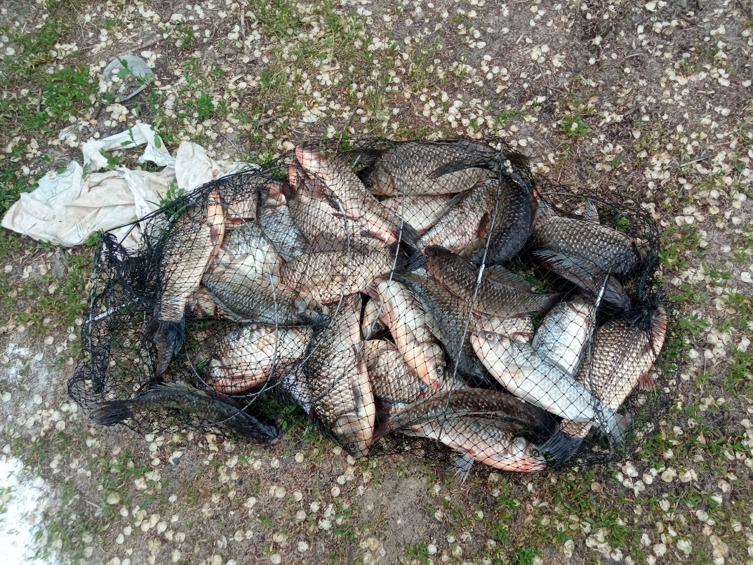 Отчет о рыбалке: Водоём Водосброс р. Воронеж — городской округ Воронеж — Центральный федеральный округ, Воронежская область Отчет о рыбалке: Водоём Водосброс р. Воронеж — городской округ Воронеж — Центральный федеральный округ, Воронежская область