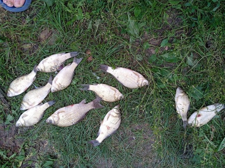 Отчет о рыбалке: Водоём #103406301 — городской округ Курган — Уральский федеральный округ, Курганская область