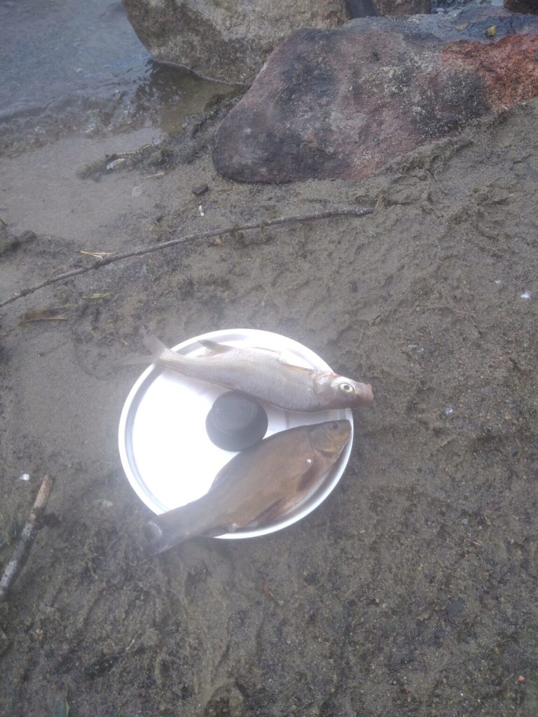 Отчет о рыбалке: Водоём Еловое — Чебаркульский городской округ — Уральский федеральный округ, Челябинская область