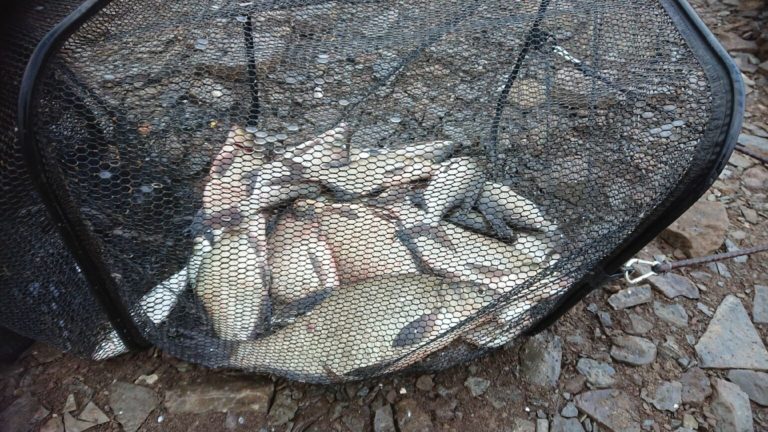 Отчет о рыбалке: Камское водохранилище — Приволжский федеральный округ, Пермский край