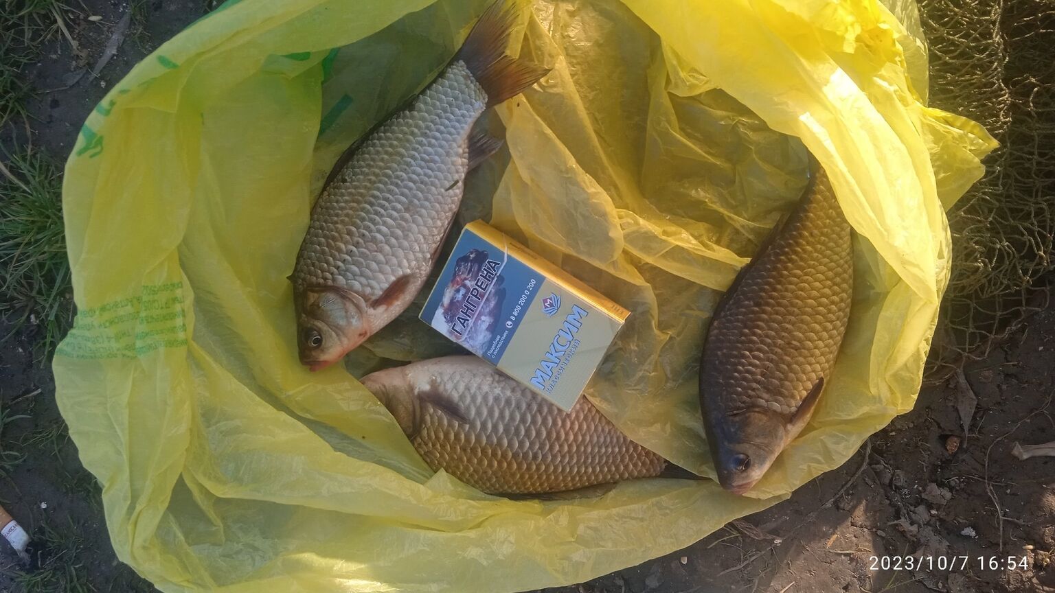 Отчет о рыбалке: Водоём Пионерское озеро — муниципальное образование Барнаул — посёлок Казённая Заимка — Сибирский федеральный округ, Алтайский край Отчет о рыбалке: Водоём Пионерское озеро — муниципальное образование Барнаул — посёлок Казённая Заимка — Сибирский федеральный округ, Алтайский край