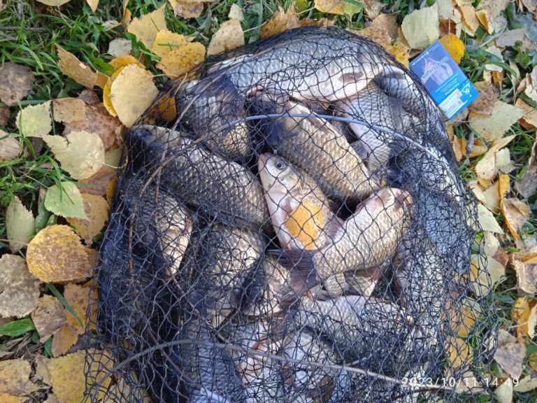 Отчет о рыбалке: Водоём пруд Зимаревский — Калманский район — село Зимари — Сибирский федеральный округ, Алтайский край
