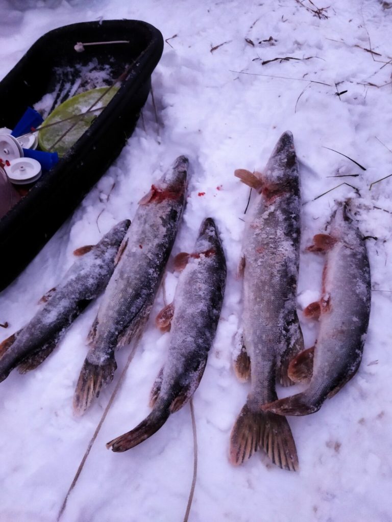 Отчет о рыбалке: Водоём #37294195 — городской округ Кашира — Центральный федеральный округ, Московская область