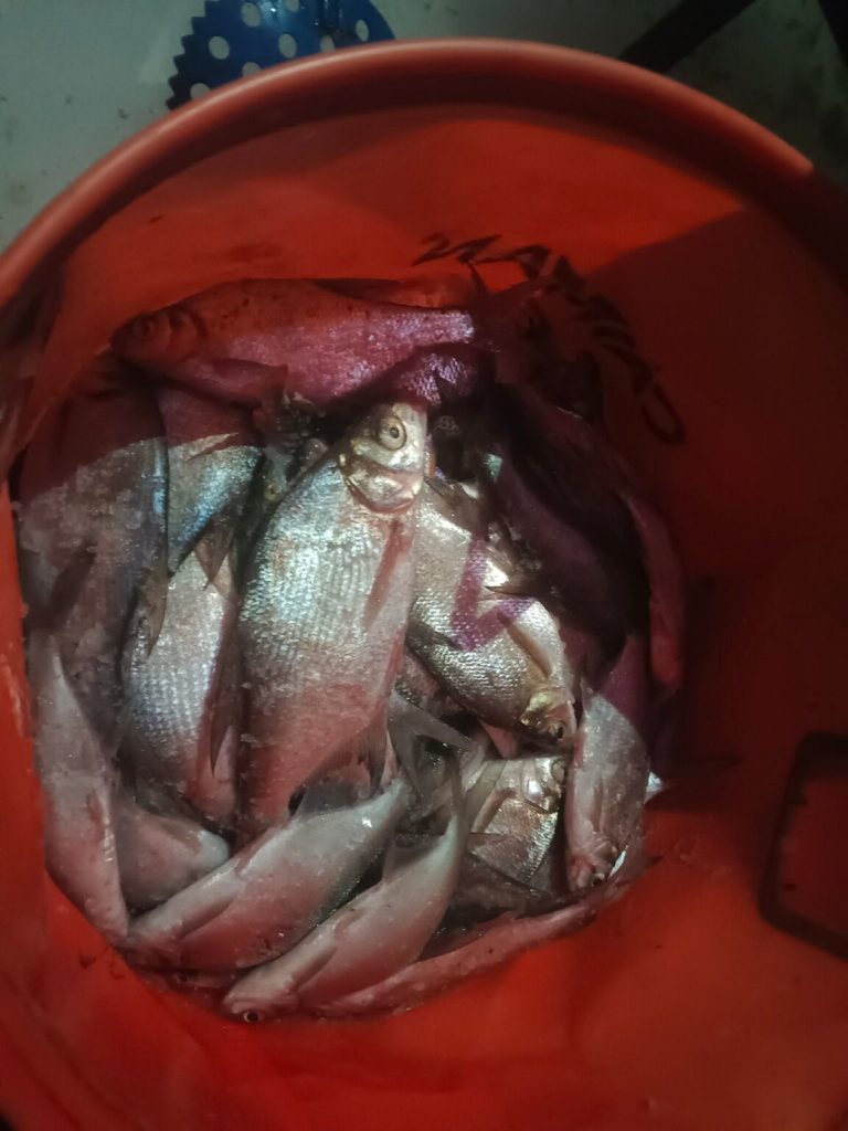 Отчет о рыбалке: Водоём Пронское водохранилище — муниципальное образование Новомосковск — Центральный федеральный округ, Тульская область