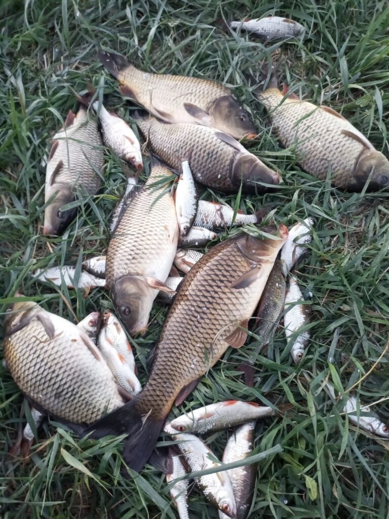 Отчет о рыбалке: Водоём #351809672 — Киселёвское сельское поселение — Южный федеральный округ, Ростовская область