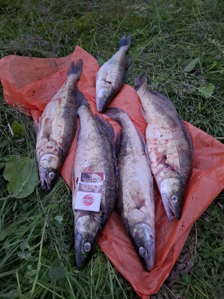 Отчет о рыбалке: Горьковское водохранилище — Ёлнатское сельское поселение — Центральный федеральный округ, Ивановская область