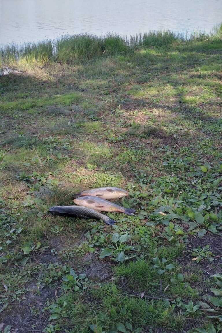Отчет о рыбалке: Плотавское водохранилище — Старооскольский городской округ — Центральный федеральный округ, Белгородская область